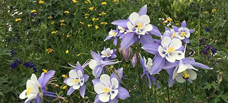 Wild flowers